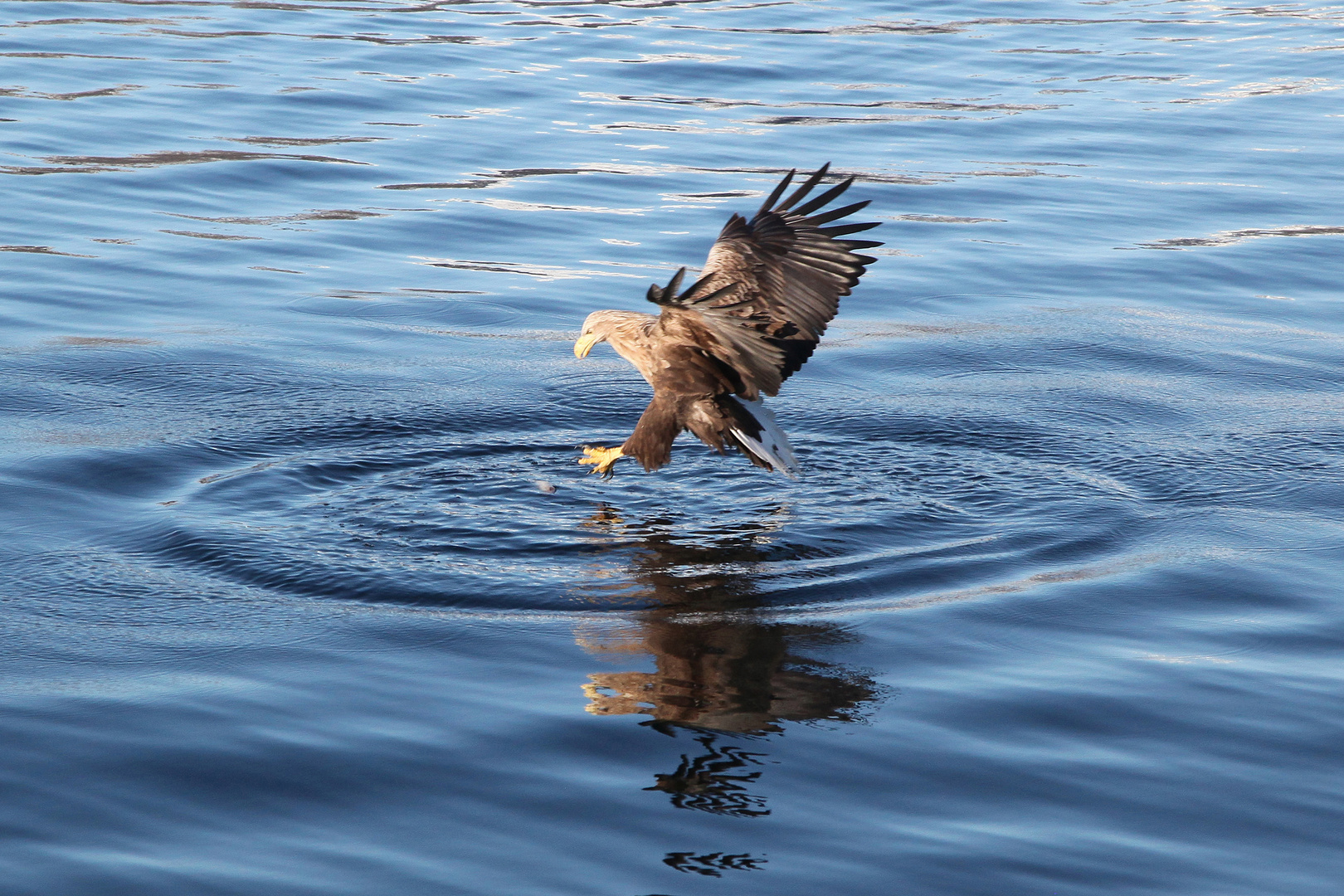 Seeadler auf der Jagd