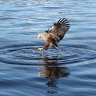 Seeadler auf der Jagd