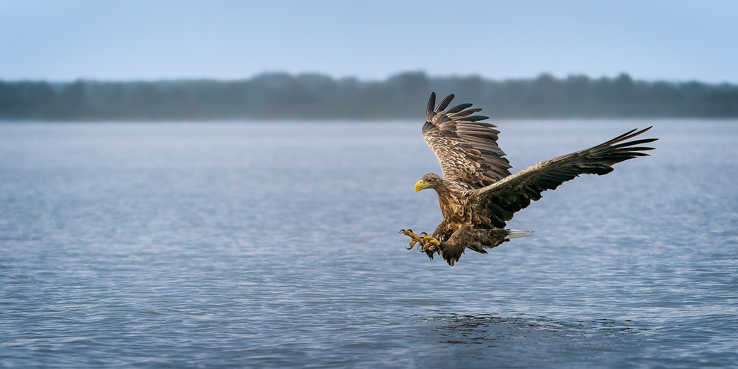 Seeadler auf der Jagd