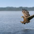 Seeadler auf der Jagd