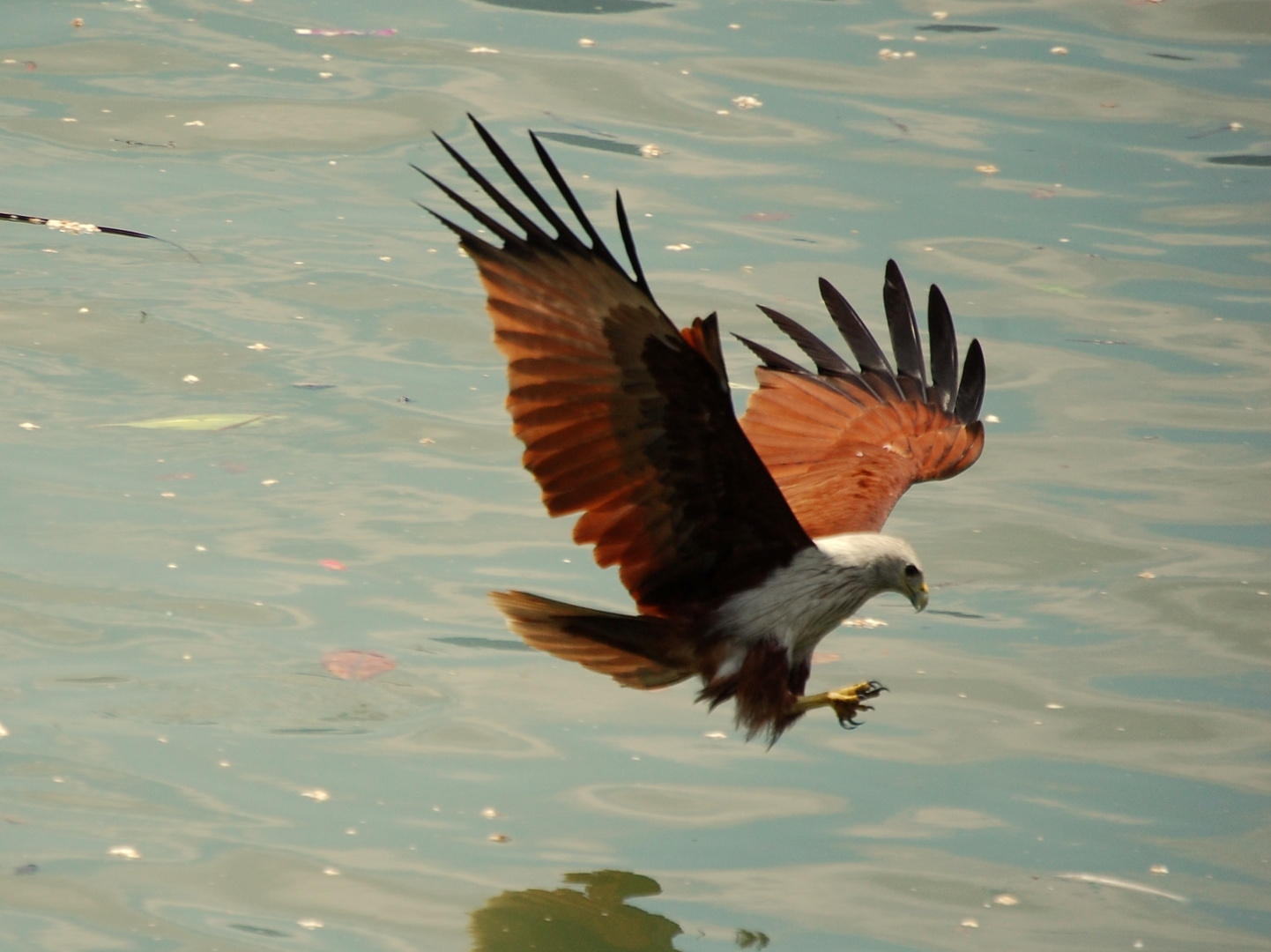 Seeadler auf der Jagd in Thailand 1