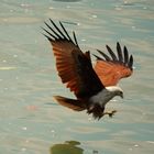 Seeadler auf der Jagd in Thailand 1