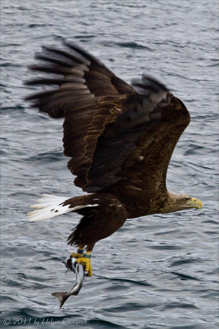 Seeadler auf der Jagt