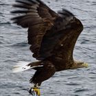 Seeadler auf der Jagt