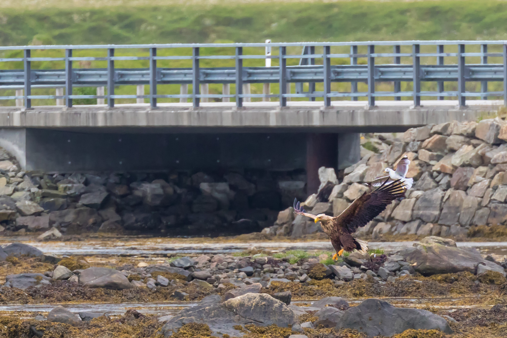 Seeadler auf der Jagt