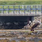 Seeadler auf der Jagt