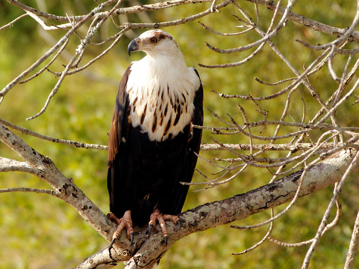 Seeadler auf der Lauer