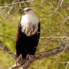 Seeadler auf der Lauer