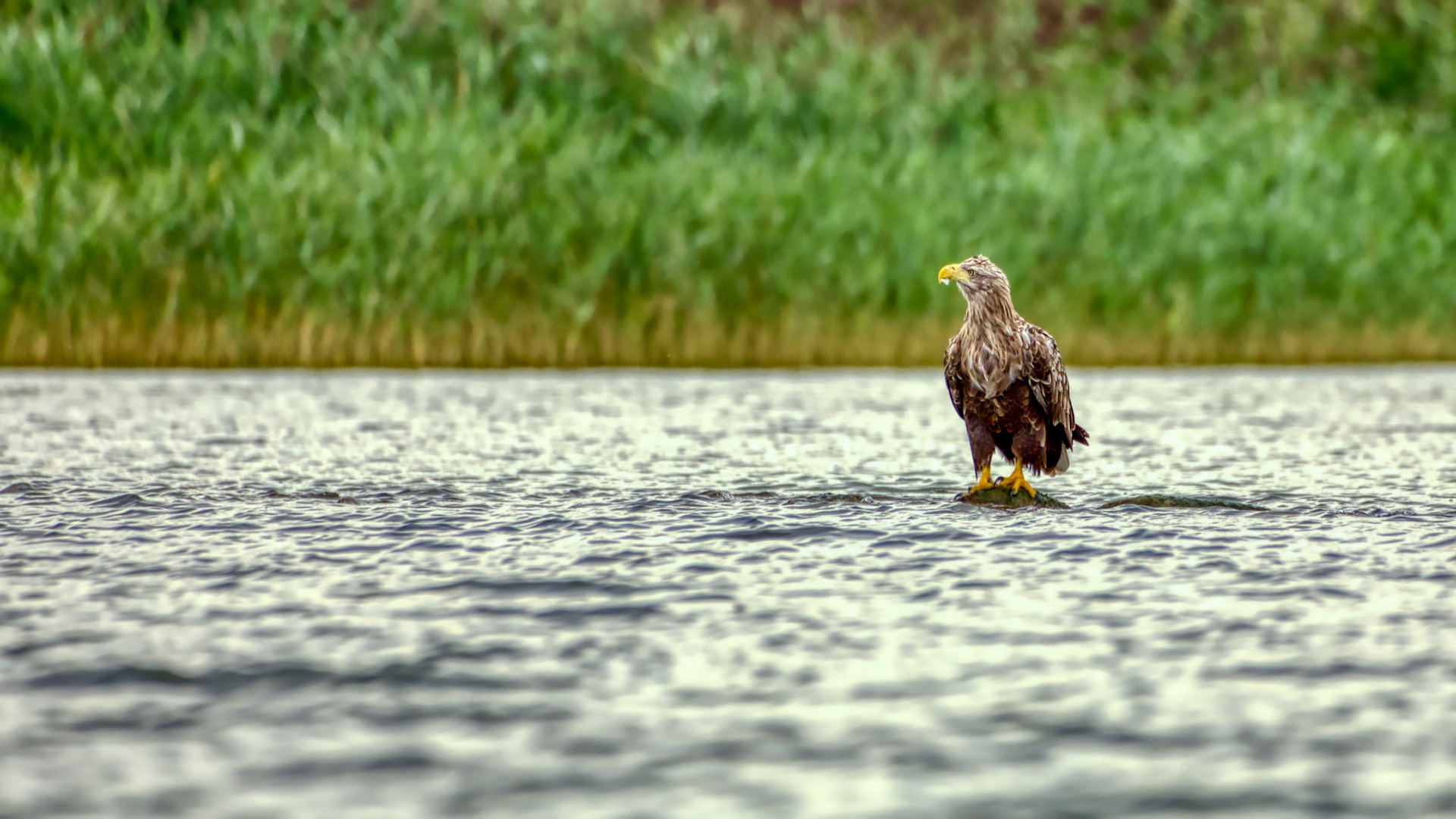 Seeadler auf der Müritz