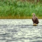 Seeadler auf der Müritz