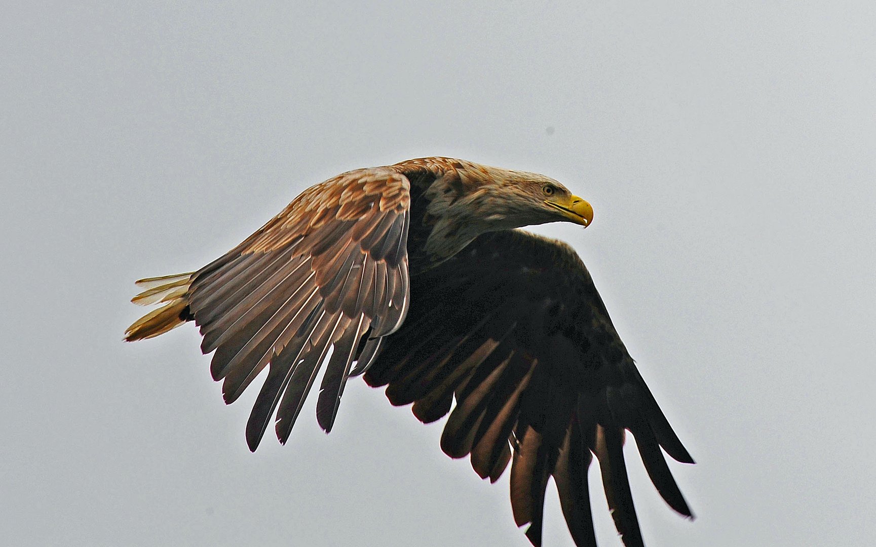 Seeadler auf der Suche