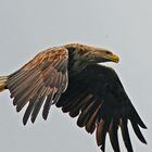 Seeadler auf der Suche