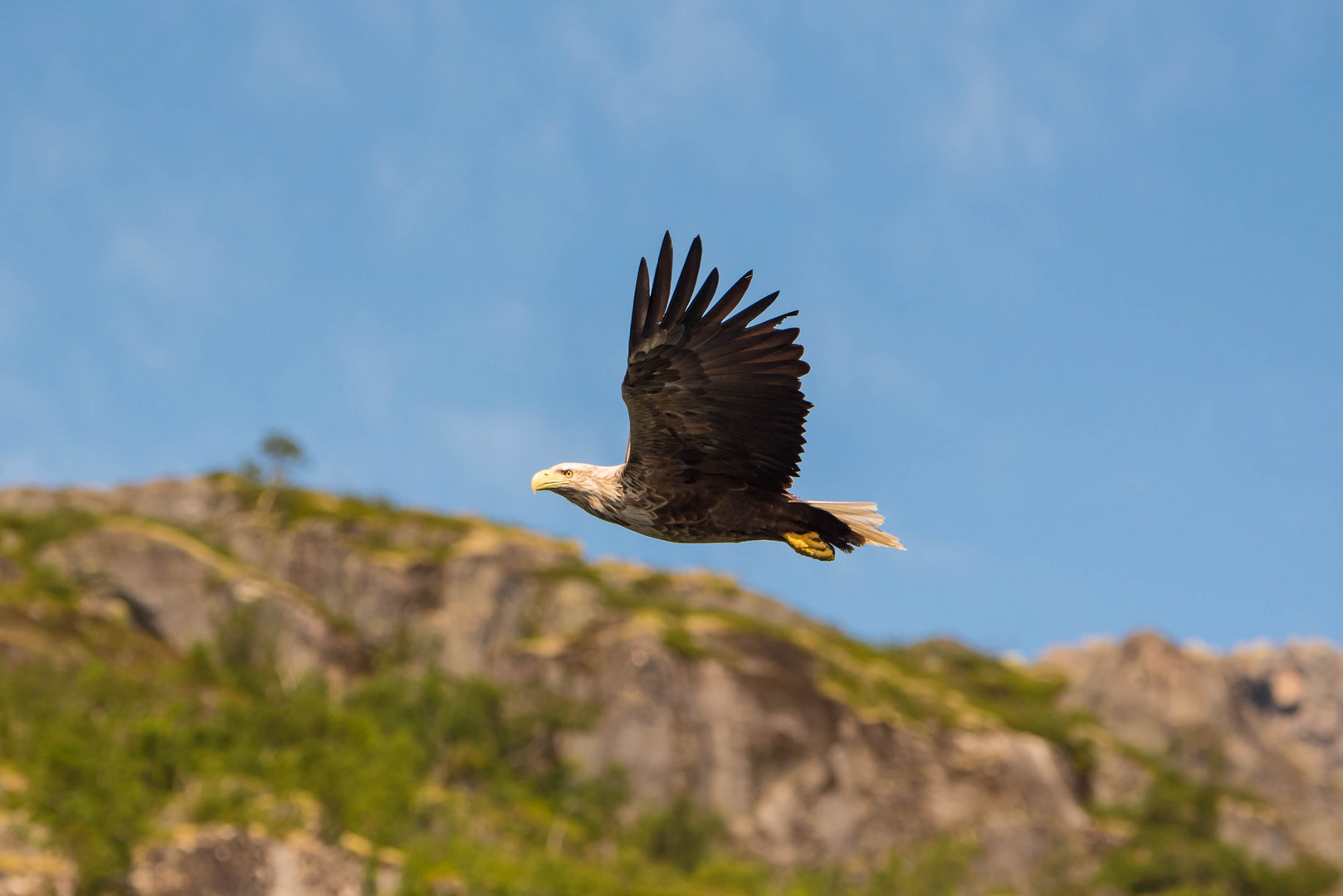 Seeadler auf der Suche nach Nahrung