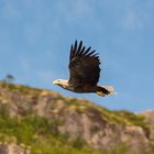 Seeadler auf der Suche nach Nahrung