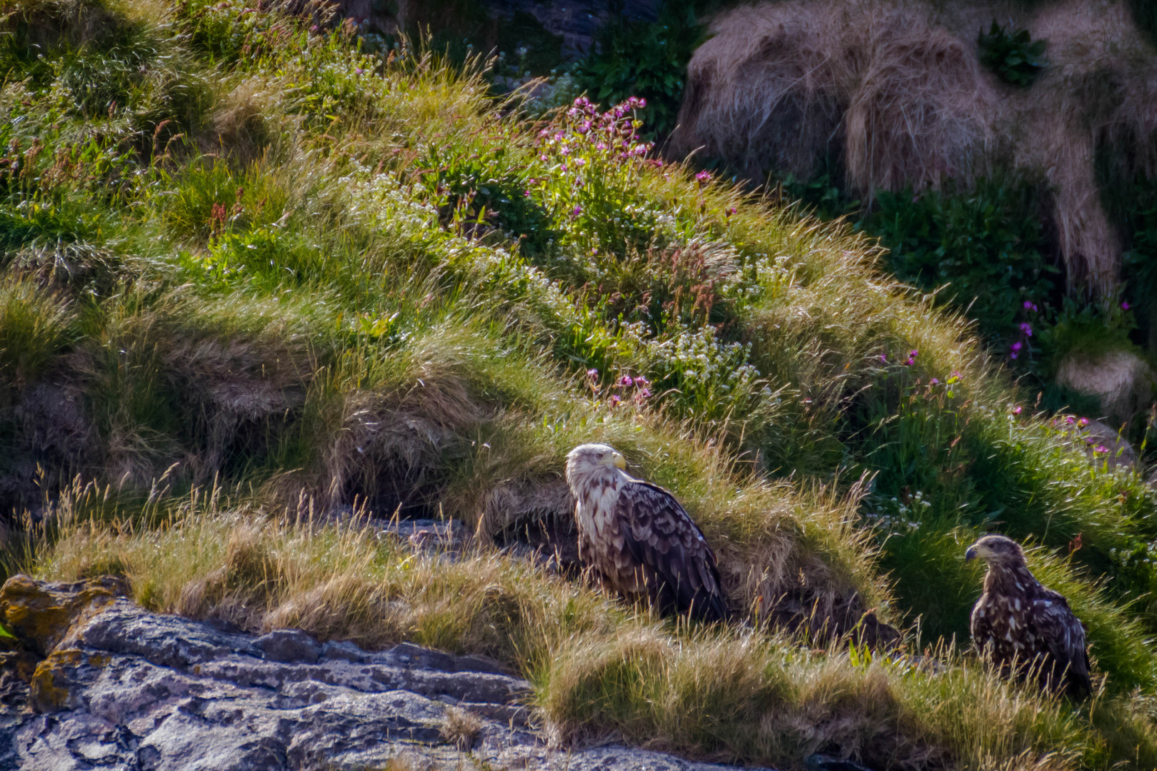 Seeadler auf der Vogelinsel vor Bleik/Vesteralen