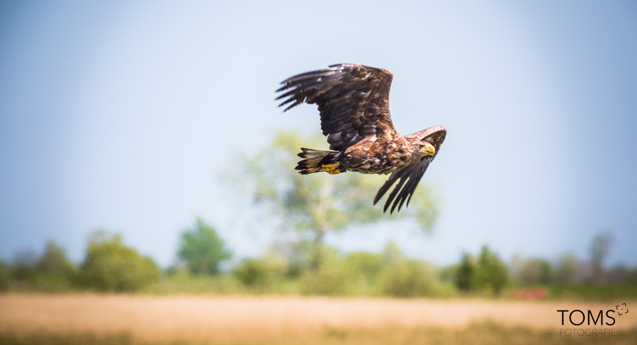 Seeadler auf Fehmarn