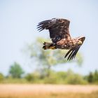 Seeadler auf Fehmarn