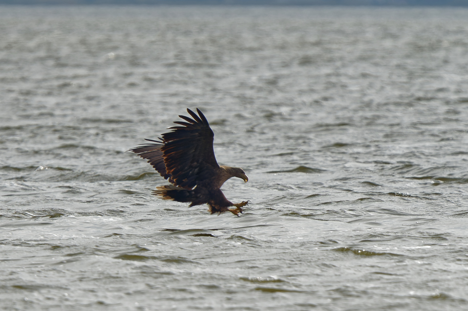 Seeadler auf Fischfang