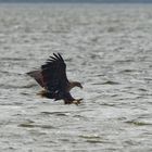 Seeadler auf Fischfang