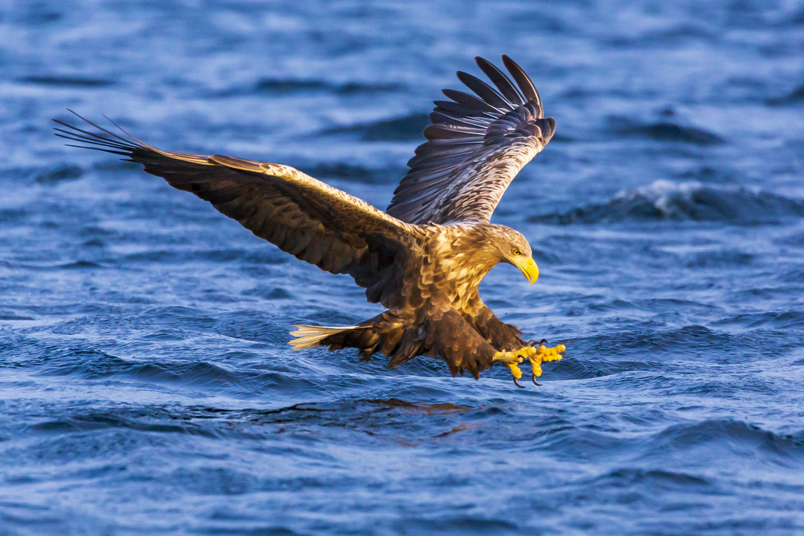 Seeadler auf Fischfang 