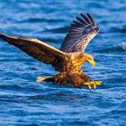 Seeadler auf Fischfang 