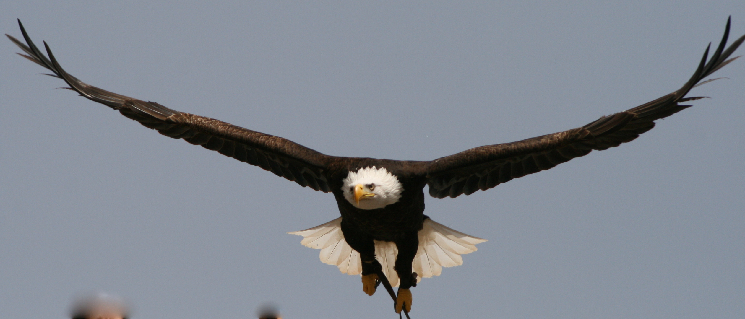 Seeadler auf Gran Canaria