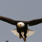 Seeadler auf Gran Canaria