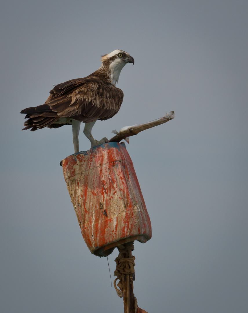 Seeadler auf Hochsitz