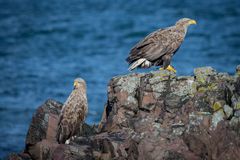 Seeadler auf Island