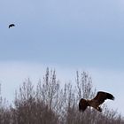 Seeadler auf Jagd