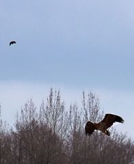 Seeadler auf Jagd