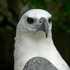 Seeadler auf Kho Samui