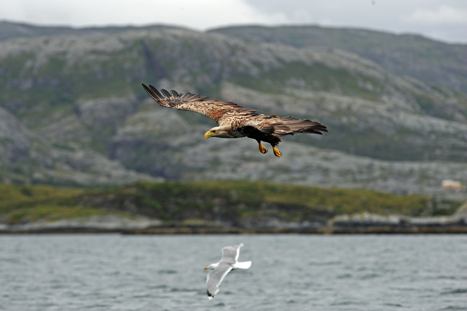 Seeadler auf Patrouille