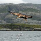 Seeadler auf Patrouille