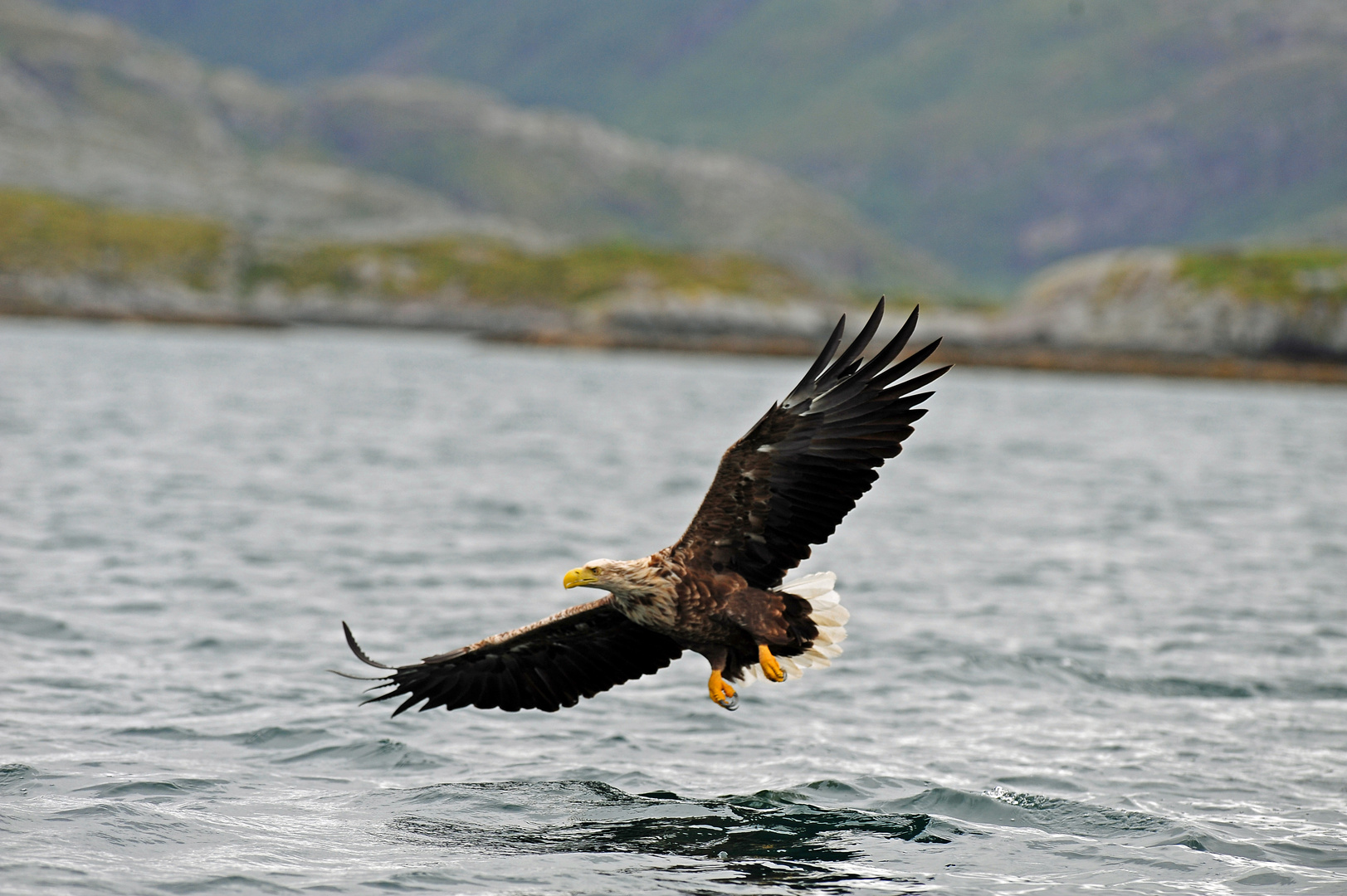 Seeadler auf Patrouille II