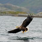 Seeadler auf Patrouille II