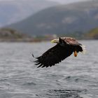 Seeadler auf Patrouille III