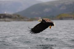 Seeadler auf Patrouille III