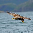 Seeadler auf Patrouille IV