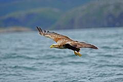 Seeadler auf Patrouille IV