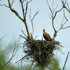 Seeadler auf seinem Horst am Steinhuder Meer