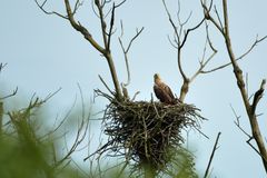 Seeadler auf seinem Horst am Steinhuder Meer