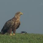 Seeadler auf Sichtung