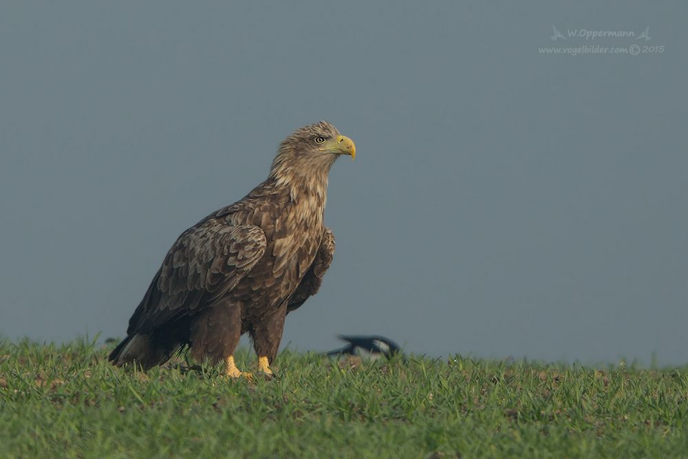 Seeadler auf Sichtung