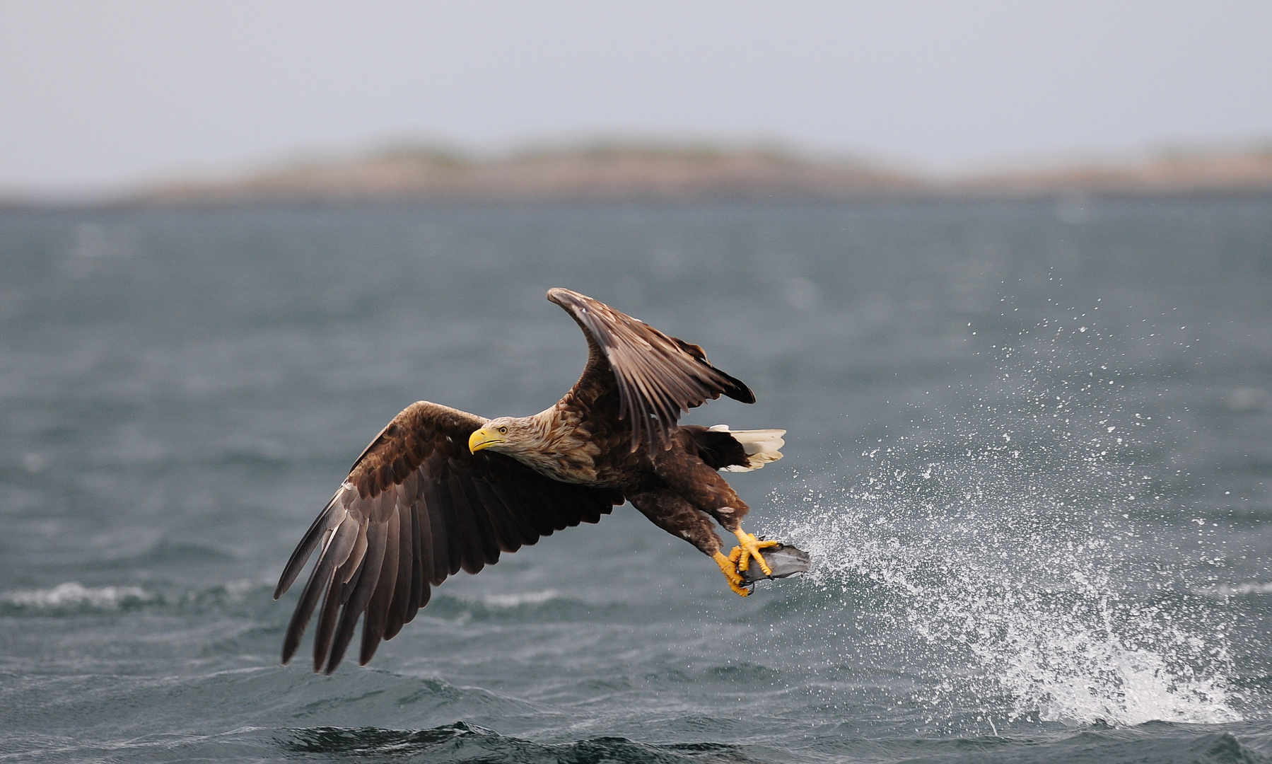 Seeadler---auf und davon mit Beute---