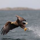 Seeadler---auf und davon mit Beute---