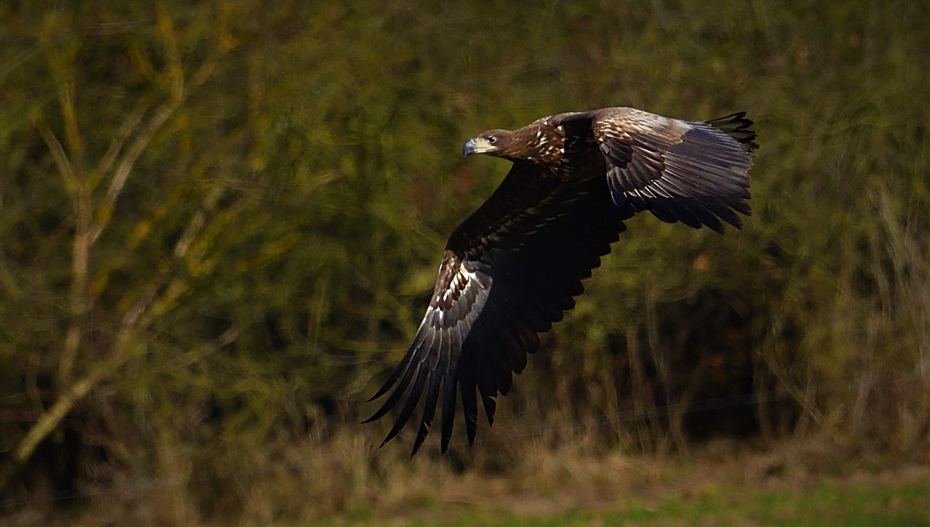 Seeadler auf Usedom 