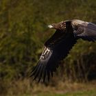 Seeadler auf Usedom 