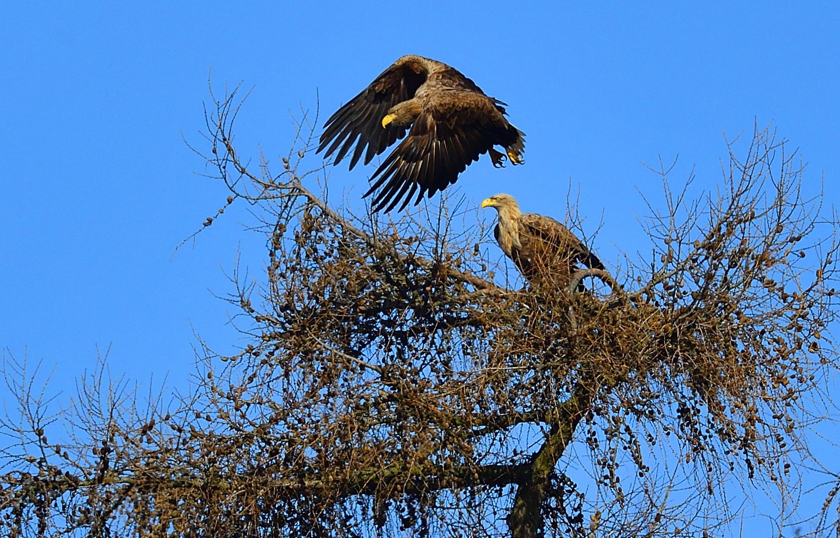 Seeadler auf Usedom  (-in weiter Ferne!)