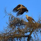 Seeadler auf Usedom  (-in weiter Ferne!)